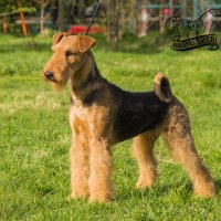 SHER ORO AZTECO - SHER ORO AZTECO
Junior Champion of Russia, Junior Champion of National Airedale Terrier Club; Champion of Russia, Belorussia, National Airedale Terrier Club, RKF. Рожд. 04.06.2021 (о. Young Duke`s Mister Jack &amp;amp; м. Sher Iven Sweet Berry) Владелец: Михеева Надежда &amp;amp; Широкова Александра (г. Москва)